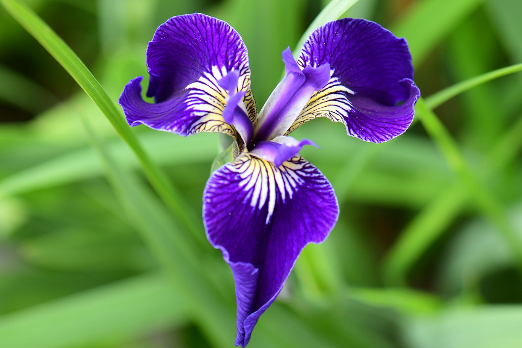Setosa