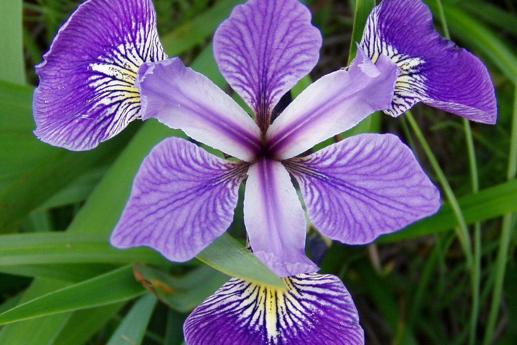 Versicolor
