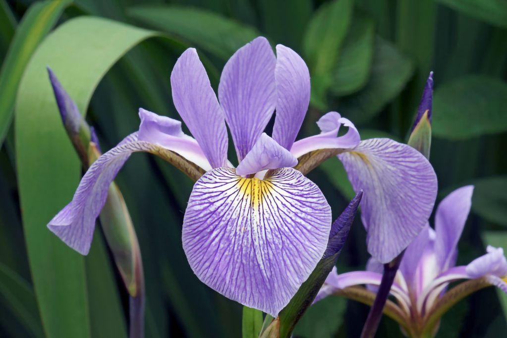 Virginica